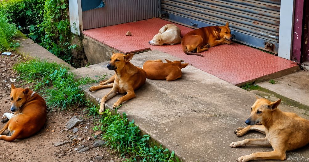 പെരിങ്ങാടിയിൽ തെരുവുനായ്ക്കളുടെ വിളയാട്ടം; ഭീതിയിൽ ജനങ്ങൾ — അധികൃതർ ഉണരണമെന്ന് ആവശ്യം