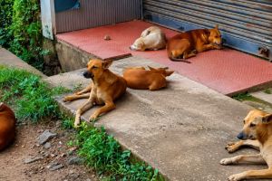 പെരിങ്ങാടിയിൽ തെരുവുനായ്ക്കളുടെ വിളയാട്ടം; ഭീതിയിൽ ജനങ്ങൾ — അധികൃതർ ഉണരണമെന്ന് ആവശ്യം