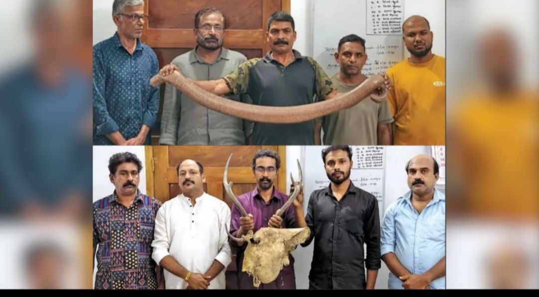 ആഭിചാരക്രിയകൾക്കുള്ള കുറുക്കന്റെ രോമവും മാൻകൊമ്പും ഇരുതലമൂരിയും പിടിച്ചെടുത്തു; വനംവകുപ്പ് റെയ്ഡിൽ 9 പേർ അറസ്റ്റിൽ