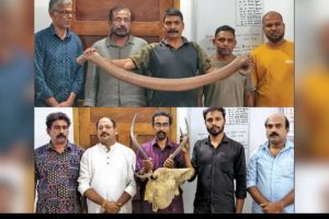 ആഭിചാരക്രിയകൾക്കുള്ള കുറുക്കന്റെ രോമവും മാൻകൊമ്പും ഇരുതലമൂരിയും പിടിച്ചെടുത്തു; വനംവകുപ്പ് റെയ്ഡിൽ 9 പേർ അറസ്റ്റിൽ