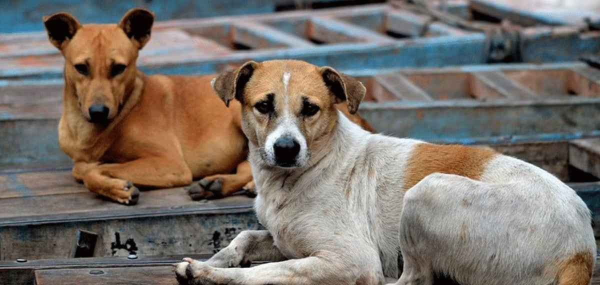തെരുവ് നായ്ക്കളുടെ ദയാവധം: പുതിയ മാർഗ്ഗനിർദ്ദേശങ്ങൾ പുറത്തിറക്കി തദ്ദേശ വകുപ്പ്