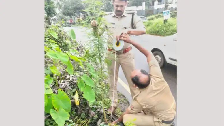 റോഡരികിൽ ഒരാളോളം പൊക്കത്തിൽ വളർന്ന കഞ്ചാവ് ചെടി കണ്ടെത്തി; എക്സൈസ് കേസ് എടുത്തു