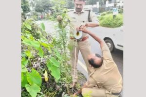 റോഡരികിൽ ഒരാളോളം പൊക്കത്തിൽ വളർന്ന കഞ്ചാവ് ചെടി കണ്ടെത്തി; എക്സൈസ് കേസ് എടുത്തു