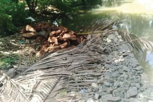 കടലുണ്ടിപ്പുഴയിൽ വീണ്ടും അനധികൃത നികത്തൽ: സർവേ വകുപ്പിന് വീണ്ടും കത്തയച്ച് പഞ്ചായത്ത്