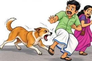 മുതുകാട് തെരുവുനായ ആക്രമണം: പത്തിലധികം പേർക്ക് കടിയേറ്റു; നാട്ടുകാർ ഭീതിയിൽ