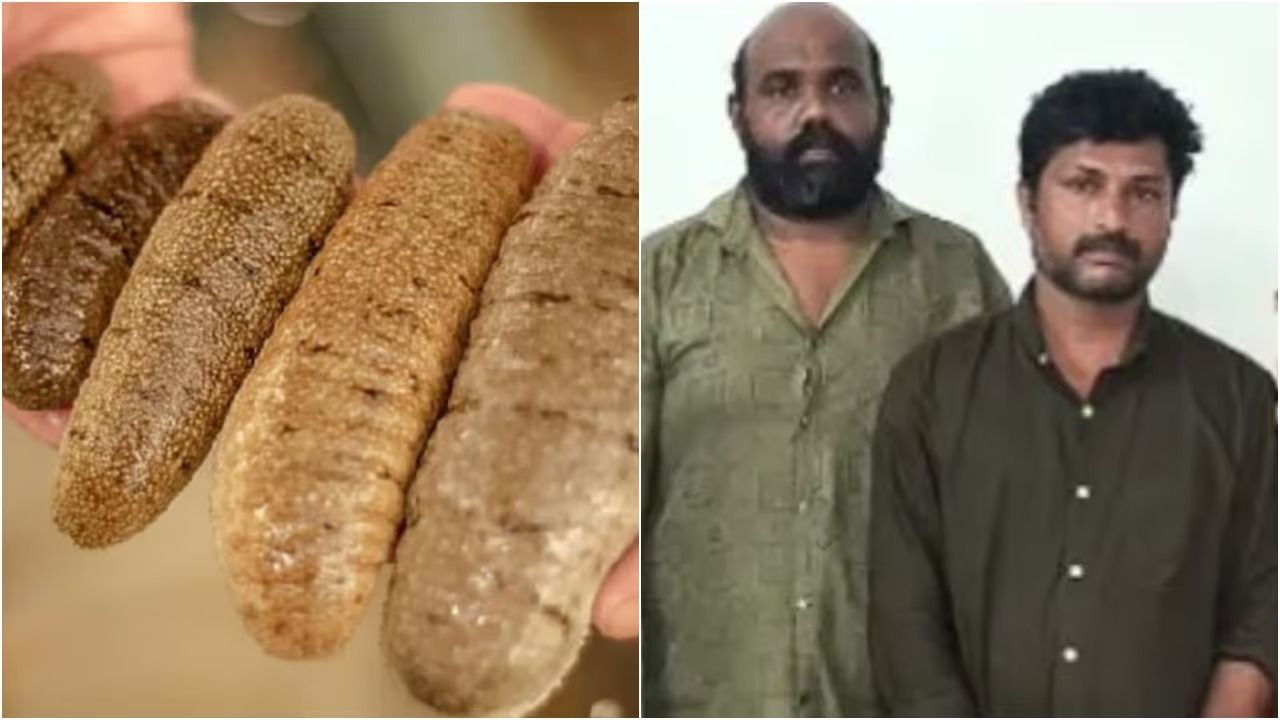 വനംവകുപ്പിന് രഹസ്യവിവരം, പിടിച്ചത് വിൽപ്പനയ്ക്കെത്തിച്ച രണ്ട് കിലോ വരെ തൂക്കമുള്ള 80തോളം കടൽവെള്ളരികൾ