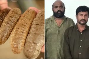 വനംവകുപ്പിന് രഹസ്യവിവരം, പിടിച്ചത് വിൽപ്പനയ്ക്കെത്തിച്ച രണ്ട് കിലോ വരെ തൂക്കമുള്ള 80തോളം കടൽവെള്ളരികൾ