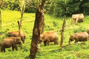കാട്ടാനശല്യം രൂക്ഷം: പേരാമ്പ്ര എസ്റ്റേറ്റിൽ ആയിരക്കണക്കിന് റബ്ബർമരങ്ങൾ നശിപ്പിച്ചു