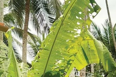 കുറ്റ്യാടി മേഖലയിൽ വാഴയിലകൾ തിന്നൊടുക്കി കമ്പിളിപ്പുഴു: പ്രതിരോധ നടപടികളുമായി കൃഷി വകുപ്പ്
