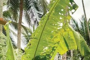 കുറ്റ്യാടി മേഖലയിൽ വാഴയിലകൾ തിന്നൊടുക്കി കമ്പിളിപ്പുഴു: പ്രതിരോധ നടപടികളുമായി കൃഷി വകുപ്പ്
