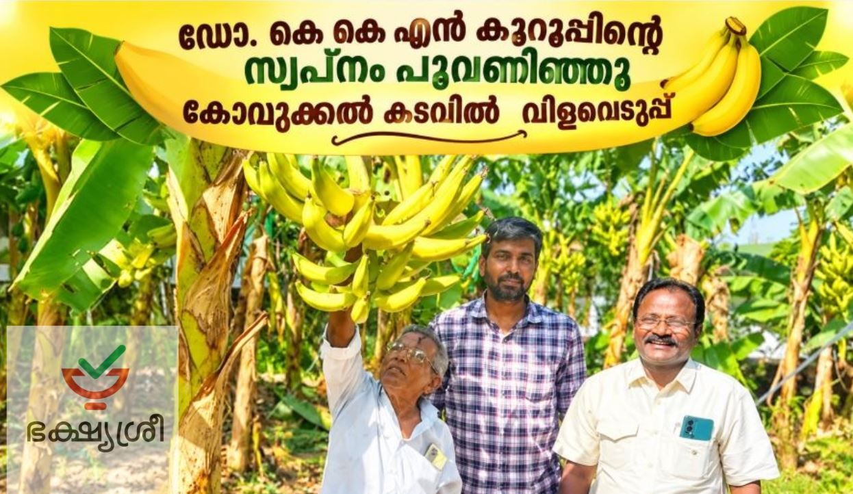 ഭക്ഷ്യശ്രീ ബഹുജനസംഘടനയുടെ നേന്ത്രവാഴക്കുല വിളവെടുപ്പ്