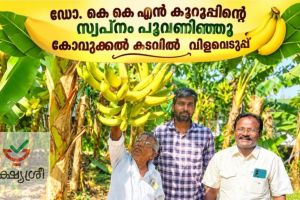 ഭക്ഷ്യശ്രീ ബഹുജനസംഘടനയുടെ നേന്ത്രവാഴക്കുല വിളവെടുപ്പ്