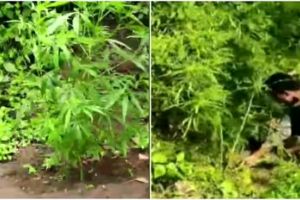 അട്ടപ്പാടിയിൽ വൻ കഞ്ചാവ് വേട്ട: 7,300-ലേറെ കഞ്ചാവ് ചെടികൾ കണ്ടെത്തി നശിപ്പിച്ചു
