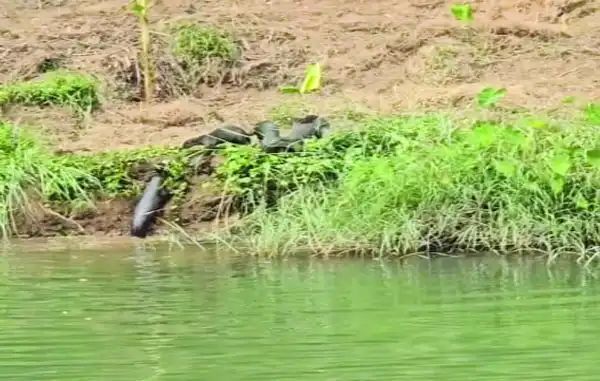 ഇരുവഴിഞ്ഞിപ്പുഴയിൽ നീർനായക്കൂട്ടത്തിന്റെ വിളയാട്ടം: ഭീതിയിലായി തീരദേശവാസികൾ