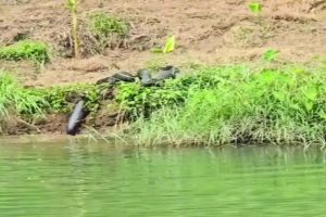 ഇരുവഴിഞ്ഞിപ്പുഴയിൽ നീർനായക്കൂട്ടത്തിന്റെ വിളയാട്ടം: ഭീതിയിലായി തീരദേശവാസികൾ