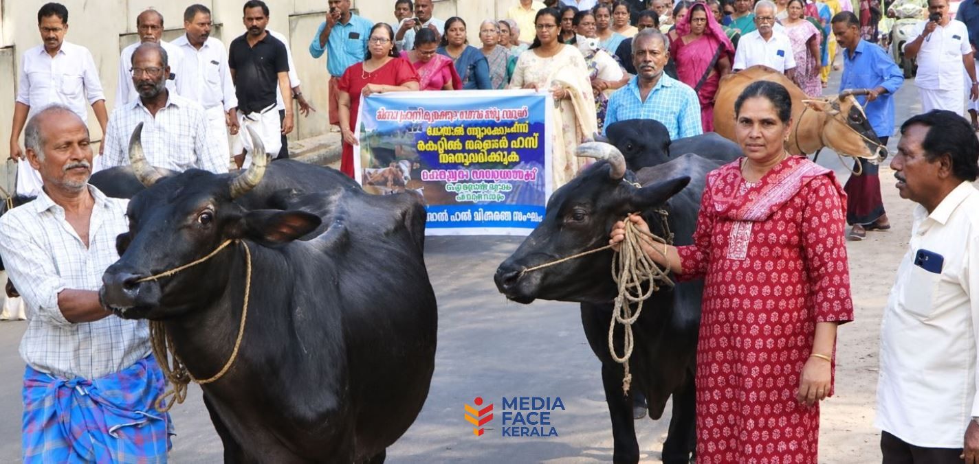 cow-46