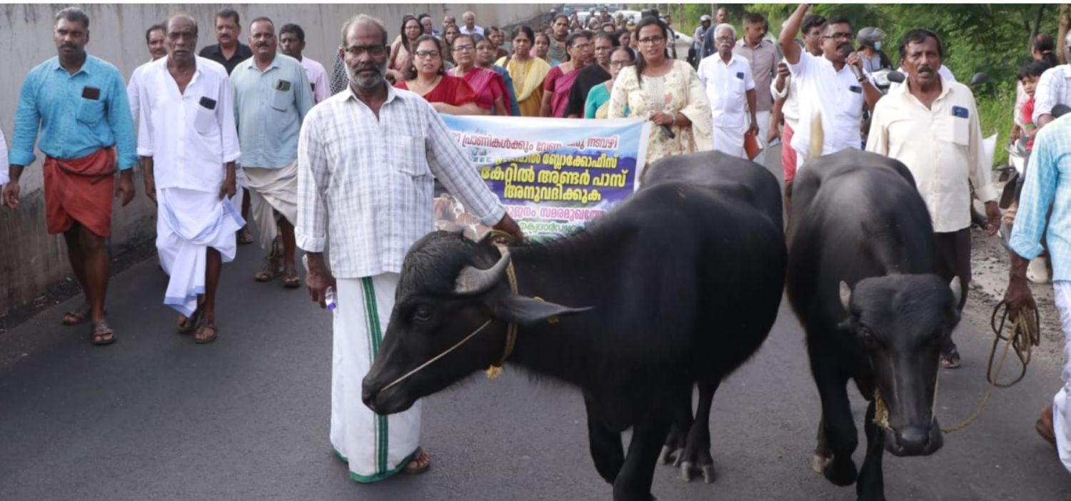 cow2