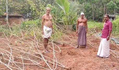 കുട്ടോത്ത് വിളകൾ നശിപ്പിച്ച് കാട്ടുപന്നികൾ; കർഷകർ ദുരിതത്തിൽ