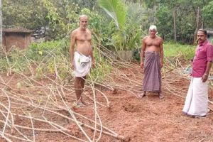 കുട്ടോത്ത് വിളകൾ നശിപ്പിച്ച് കാട്ടുപന്നികൾ; കർഷകർ ദുരിതത്തിൽ
