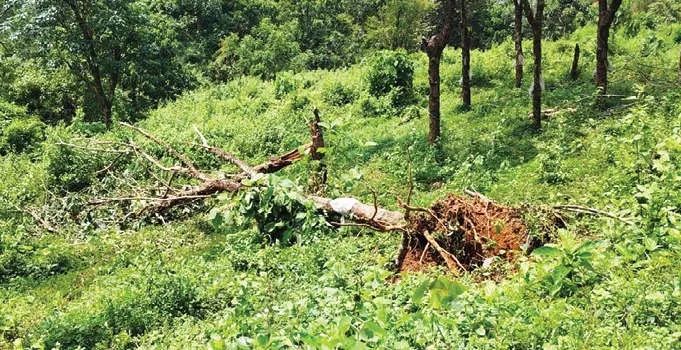 പേരാമ്പ്ര എസ്റ്റേറ്റിൽ തൊഴിലാളികൾക്കിടയിലേക്ക് കാട്ടാനയെത്തി പരിഭ്രാന്തി പരത്തി