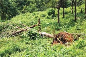 പേരാമ്പ്ര എസ്റ്റേറ്റിൽ തൊഴിലാളികൾക്കിടയിലേക്ക് കാട്ടാനയെത്തി പരിഭ്രാന്തി പരത്തി