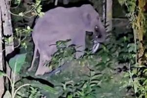 കൂരാച്ചുണ്ടിൽ വീണ്ടും കാട്ടാനയിറങ്ങി കൃഷി നശിപ്പിച്ചു; പരിഹാരം വേണമെന്ന് പഞ്ചായത്ത് പ്രസിഡന്റ്