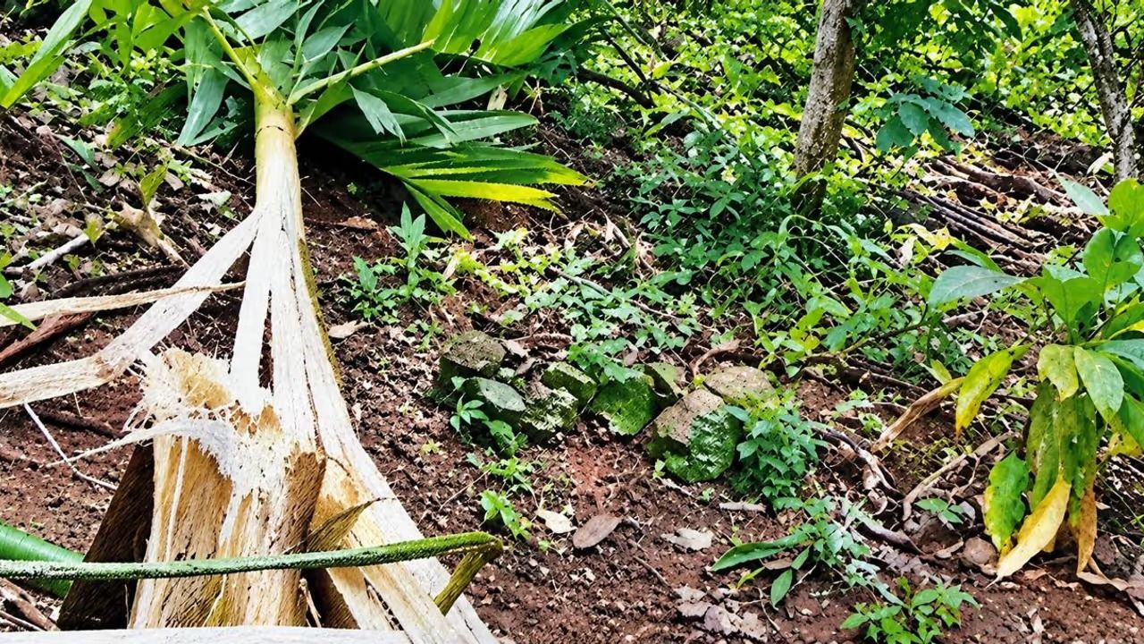 വന്യജീവി ആക്രമണം: കർഷകർക്കുള്ള കൃഷിനാശ നഷ്ടപരിഹാരം ഇരട്ടിയാക്കി സർക്കാർ, വർധന 10 വർഷത്തിന് ശേഷം