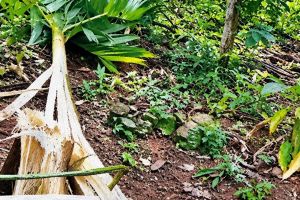 വന്യജീവി ആക്രമണം: കർഷകർക്കുള്ള കൃഷിനാശ നഷ്ടപരിഹാരം ഇരട്ടിയാക്കി സർക്കാർ, വർധന 10 വർഷത്തിന് ശേഷം