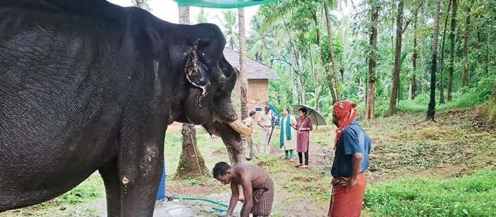 മതിയായ പരിചരണവും ഭക്ഷണവും നൽകിയില്ല: 'ചെറിയപറമ്പത്ത് ഗോപാലൻ' എന്ന ആനയുടെ ഉടമയ്ക്കും പാപ്പാനുമെതിരെ വനംവകുപ്പ് കേസെടുത്തു