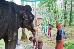 മതിയായ പരിചരണവും ഭക്ഷണവും നൽകിയില്ല: 'ചെറിയപറമ്പത്ത് ഗോപാലൻ' എന്ന ആനയുടെ ഉടമയ്ക്കും പാപ്പാനുമെതിരെ വനംവകുപ്പ് കേസെടുത്തു