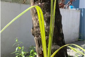തെങ്ങിന്റെ വേരിൽ നിന്നും പച്ചോല